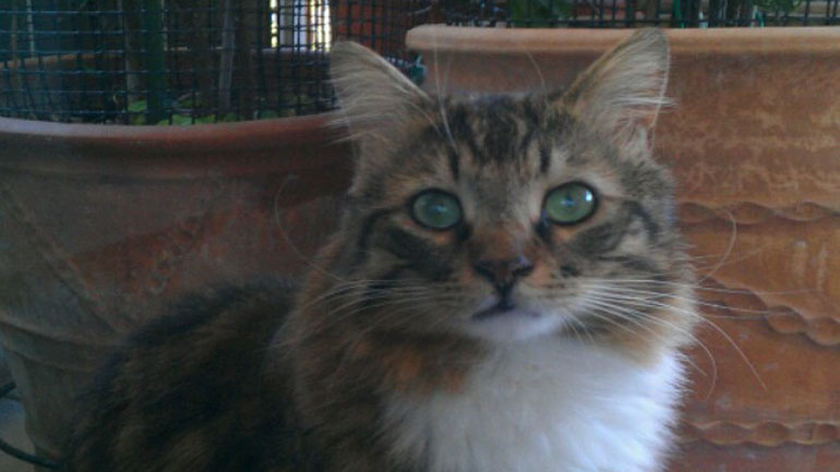 Χάθηκε ο Νικήτας στα Βριλήσσια