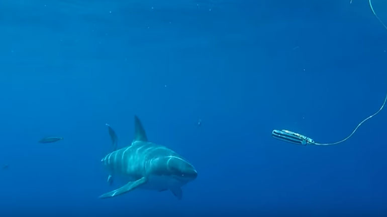 Στα σαγόνια του καρχαρία… κυριολεκτικά!