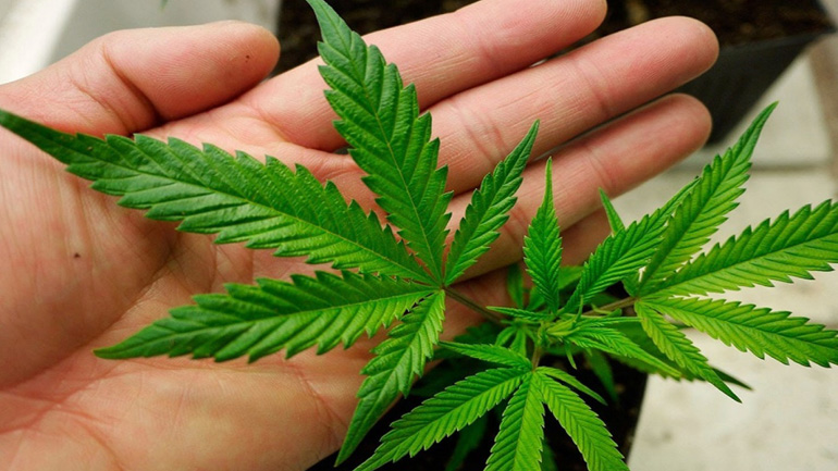 Σύμη: Καλλιεργούσε 40 δενδρύλλια κάνναβης στο εξοχικό του