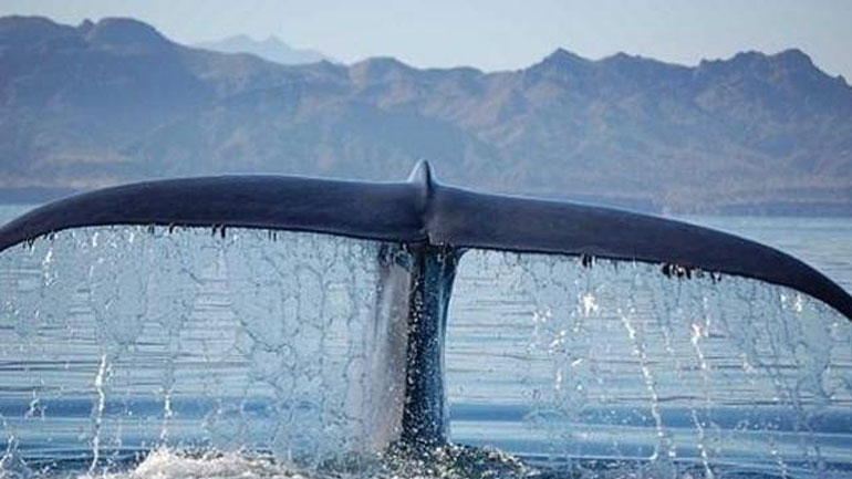 Φάλαινα στην Ταϊλάνδη πέθανε αφού κατάπιε 80 σακούλες