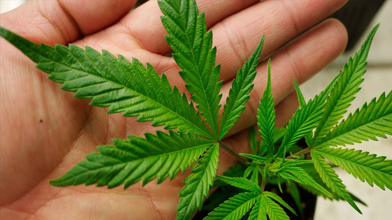 Μελέτη: Οι Βρετανοί περιμένουν έσοδα 4 δισ. ευρώ από τη νομιμοποίηση της κάνναβης Μελέτη: Οι Βρετανοί περιμένουν έσοδα 4 δισ. ευρώ από τη νομιμοποίηση της κάνναβης