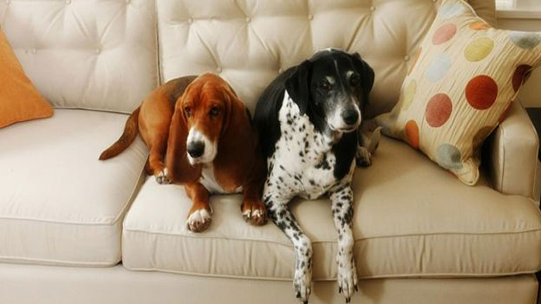 Τα 3 πράγματα που μπορείς να κάνεις για να κρατήσεις τα μικρόβια μακριά αν έχεις κατοικίδιο