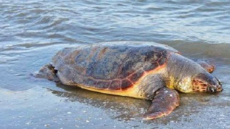 Νεκρή θαλάσσια χελώνα στη Σαλαμίνα