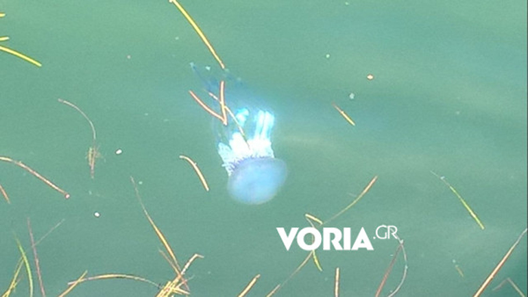 Οι μέδουσες έφτασαν και στη Θεσσαλονίκη