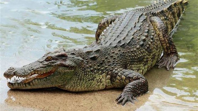 Κροκόδειλος κατασπάραξε ιερέα εν ώρα βάπτισης σε λίμνη