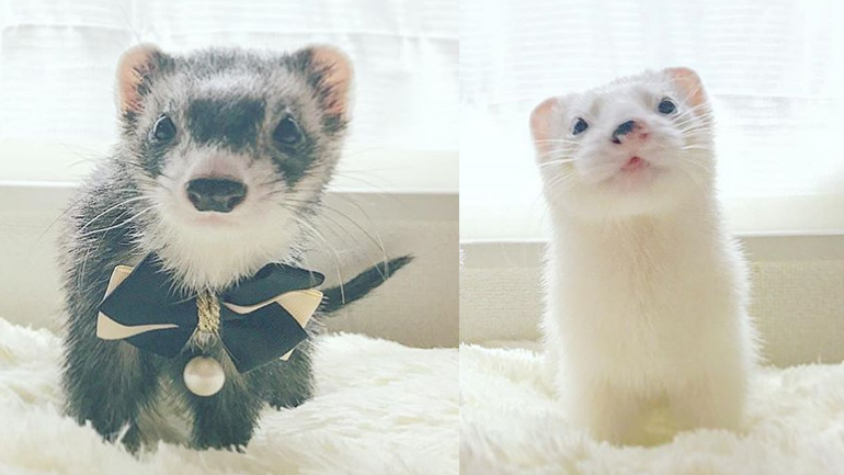 Οι νυφίτσες και το ξεκαρδιστικό παιχνίδι τους