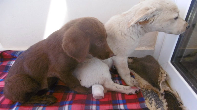 Κτηνωδία στο Ηράκλειο: Έγδαραν και ακρωτηρίασαν κουταβάκια