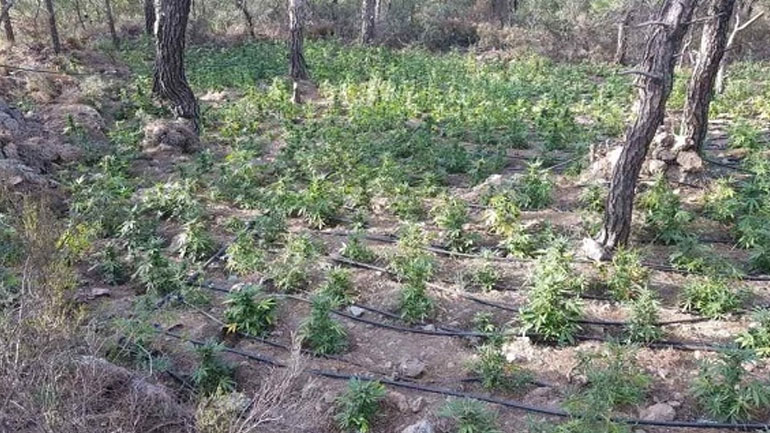 Κρήτη: Βρήκαν τεράστια χασισοφυτεία – Αναζητούνται οι καλλιεργητές