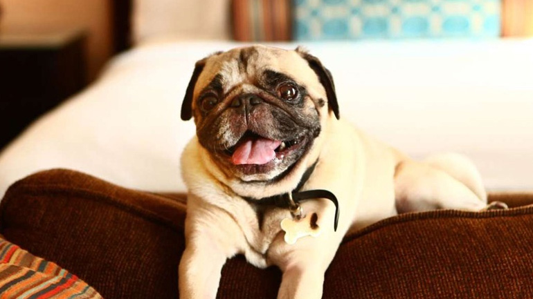 Τι πρέπει να προσέξεις αν πρόκειται να μείνεις σε ξενοδοχείο με τον σκύλο σου