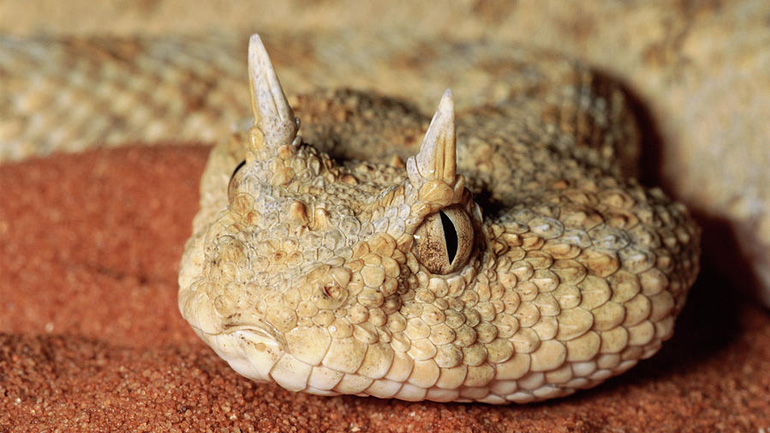 Άνθρωποι δίνουν νερό σε μια διψασμένη κερασφόρα οχιά