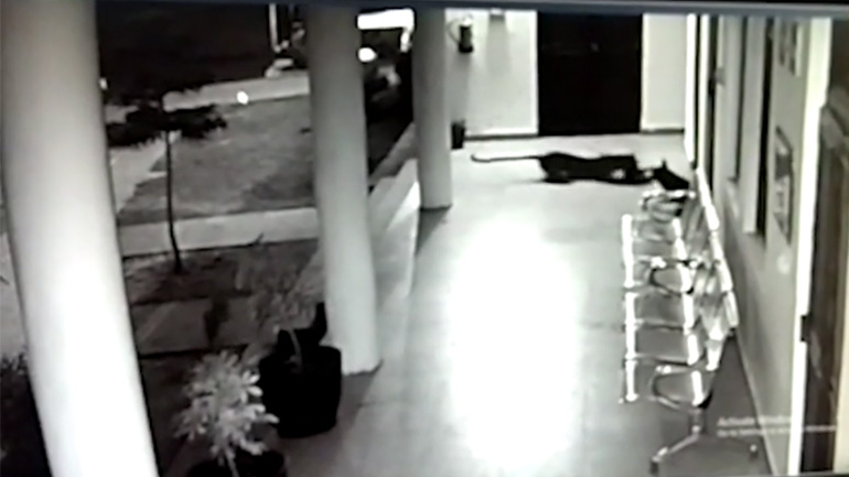 Σκύλος υπερασπίζεται το κουτάβι του από μια λεοπάρδαλη