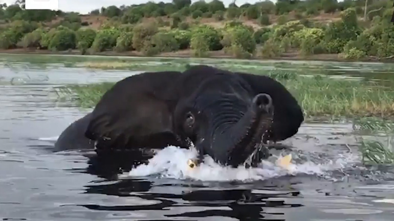 Ελέφαντας την έπεσε σε βάρκα γεμάτη τουρίστες