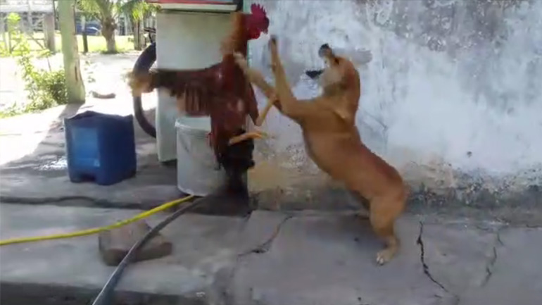Άγριος καβγάς μεταξύ σκύλου και κόκορα
