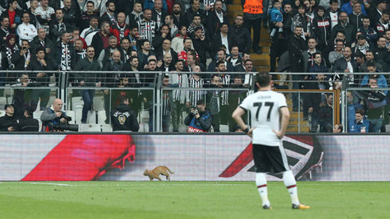 Πρόστιμο 34.000 ευρώ στην Μπεσίκτας για μια… γάτα