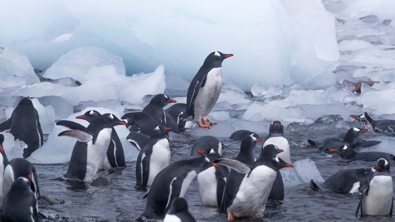 Greenpeace: Η ρύπανση έχει φτάσει πλέον μέχρι τις άκρες της Γης – Πλαστικά ακόμη και στην Ανταρκτική