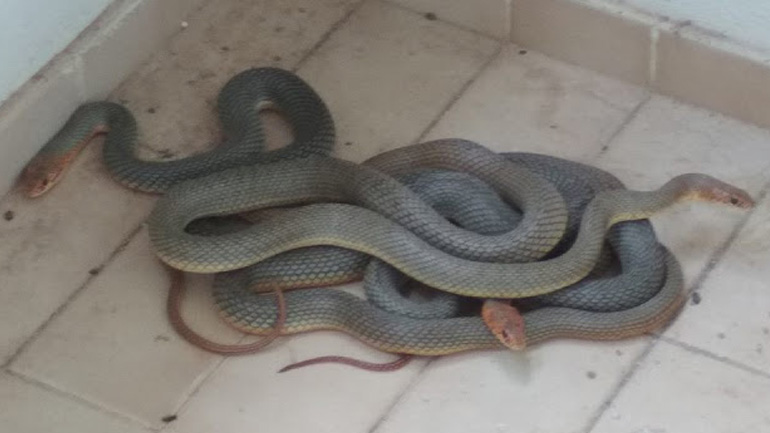 Ιωάννινα: Oι απρόσκλητοι επισκέπτες και… η επέμβαση της Πυροσβεστικής