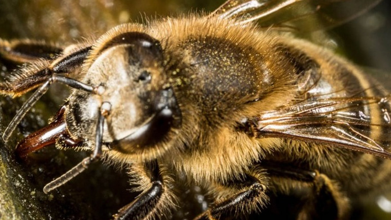Οι μέλισσες μπορούν να κατανοήσουν το μηδέν