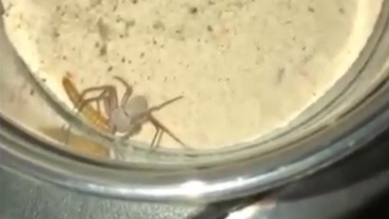 Η αστεία αντίδραση μιας αράχνης