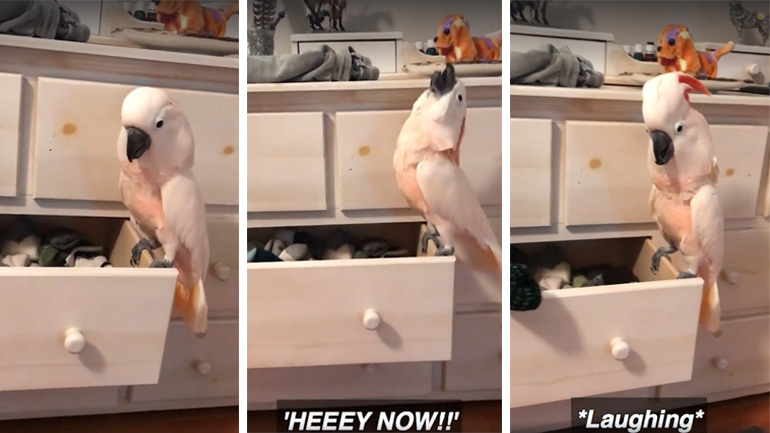 Ο σατανικός παπαγάλος