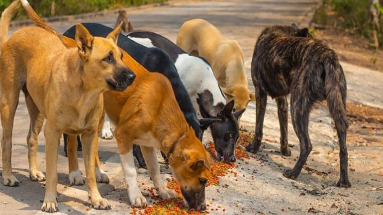 Κατερίνη: Αγέλη αδέσποτων σκύλων επιτέθηκε σε τουρίστρια από τη Σερβία