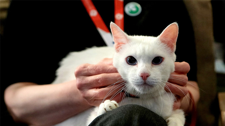 Αχιλλέας, ο «μάντης-γάτος» του Μουντιάλ της Ρωσίας