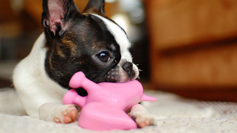 Οι δύο βασικοί λόγοι για τους οποίους ο σκύλος σου κάνει ζημιές στο σπίτι