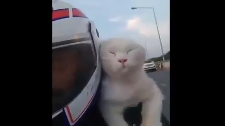 Μοτοβόλτα με τη… γάτα