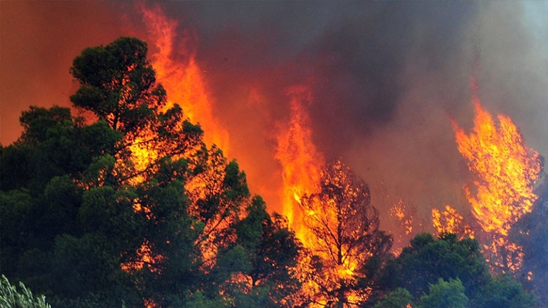Φωτιά σε δασική έκταση στη Βοιωτία