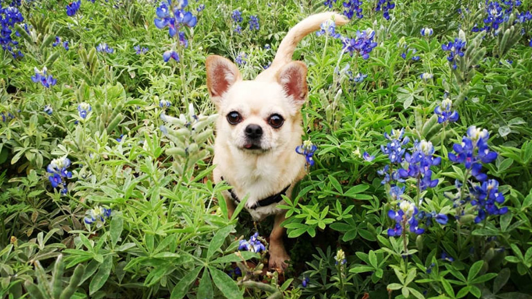 Η αστεία αντίδραση σκύλου μόλις ακούει πως θα πάει βόλτα