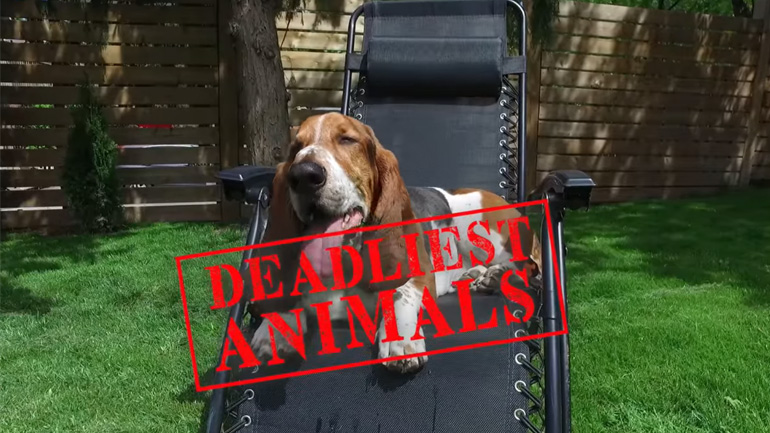 Το θανατηφόρο Μπάσετ Χάουντ