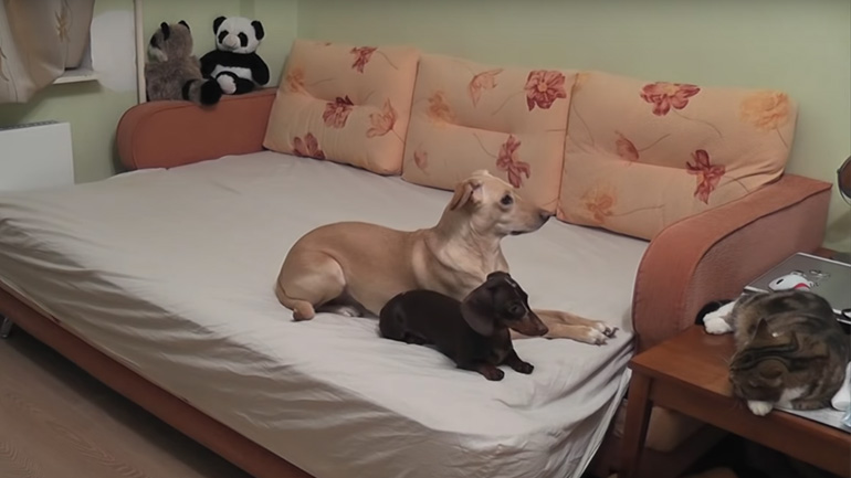 Έχετε αναρωτηθεί τι κάνουν τα κατοικίδια σας όταν φεύγετε;