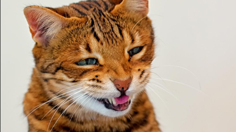 Η επίμονη γάτα