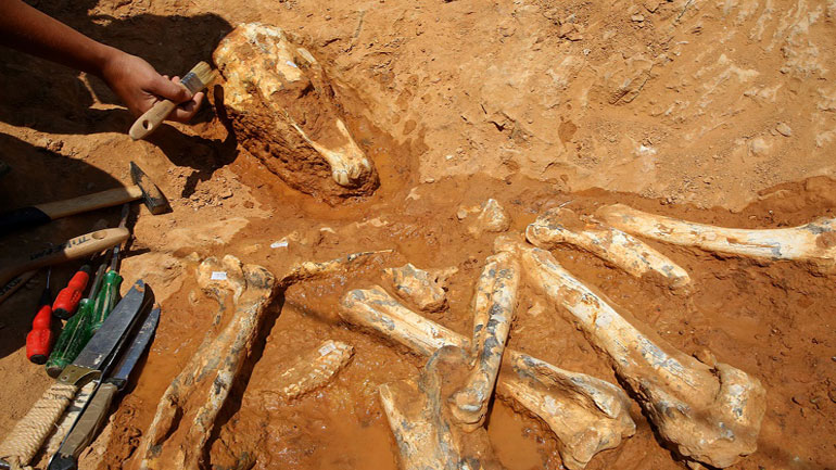 Καμηλοπαρδάλεις, ρινόκεροι και ύαινες στην ανασκαφή του Πικερμίου