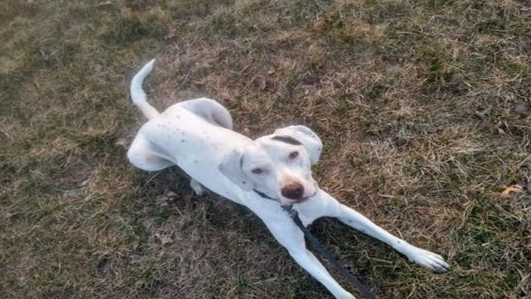 Έκκληση φιλόζωων για να σωθεί ο Λουκ