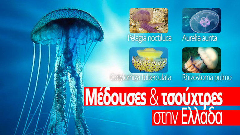 Μέδουσες και τσούχτρες στην Ελλάδα – Μάθετε να τις αναγνωρίζετε