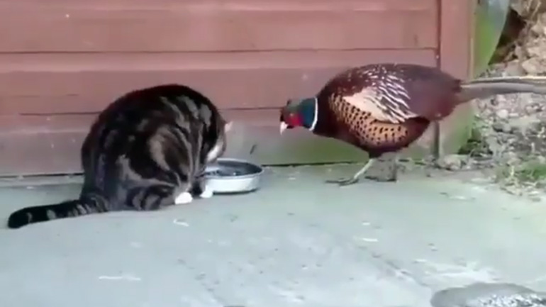 Γάτα μοιράζεται το φαγητό της με ένα φασιανό