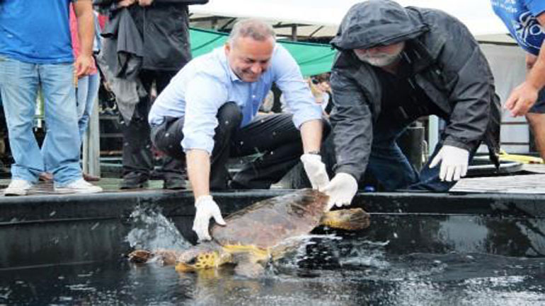 SOS για τις θαλάσσιες χελώνες εκπέμπει ο ΑΡΧΕΛΩΝ: Τουριστικές ξαπλώστρες εμποδίζουν την αναπαραγωγή τους