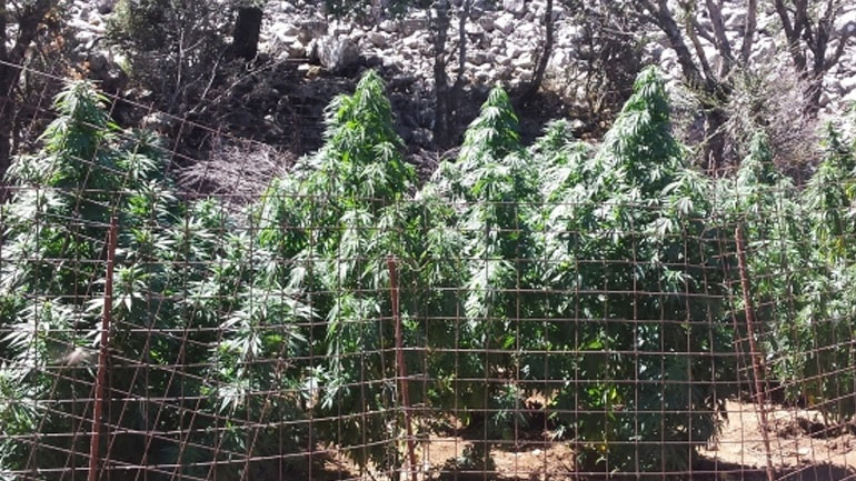 Ρέθυμνο: Δεκαπέντε φυτείες δενδρυλλίων κάνναβης εντόπισε στον Μυλοπόταμο η ΕΛ.ΑΣ.