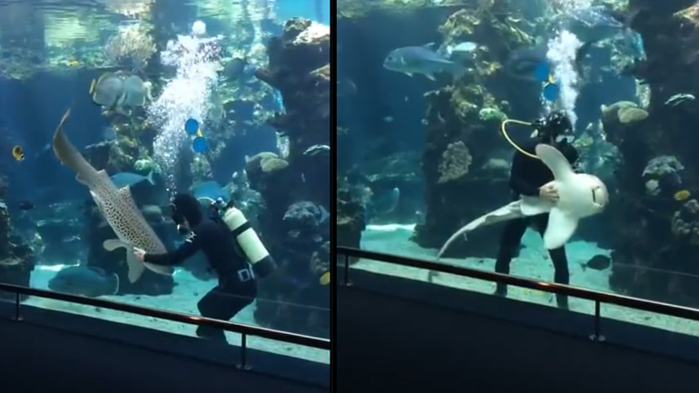 Καρχαρίας ζέβρα απολαμβάνει τα χάδια ενός δύτη