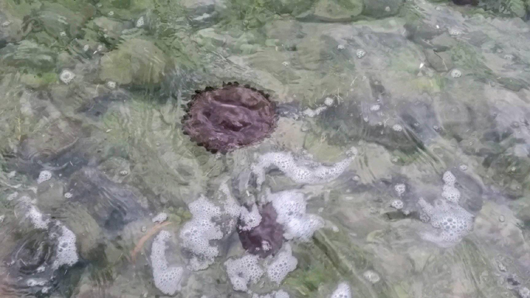 Τσούχτρες εμφανίστηκαν στα Βασιλικά Σαλαμίνας