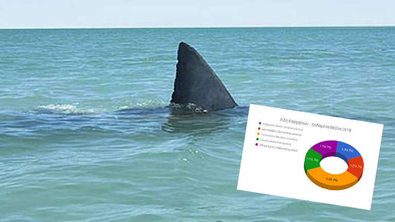 Συνολικά 5 είδη καρχαριών καταγράφηκαν τον Μάιο στις ελληνικές θάλασσες