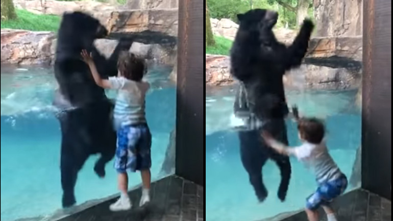 Αρκούδα χοροπηδάει μαζί με ένα μικρό αγόρι