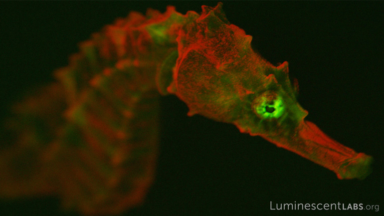 Θαλάσσια πλάσματα που φωσφορίζουν