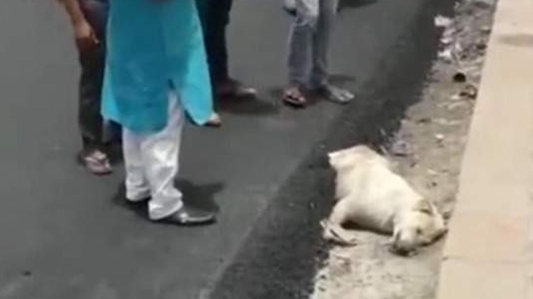 Ασφαλτόστρωσαν σκύλο που κοιμόταν στην άκρη του δρόμου!