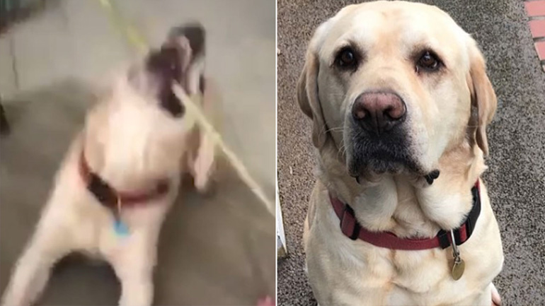 Σκύλος βοηθά την ιδιοκτήτριά του που κλειδώθηκε έξω από το σπίτι