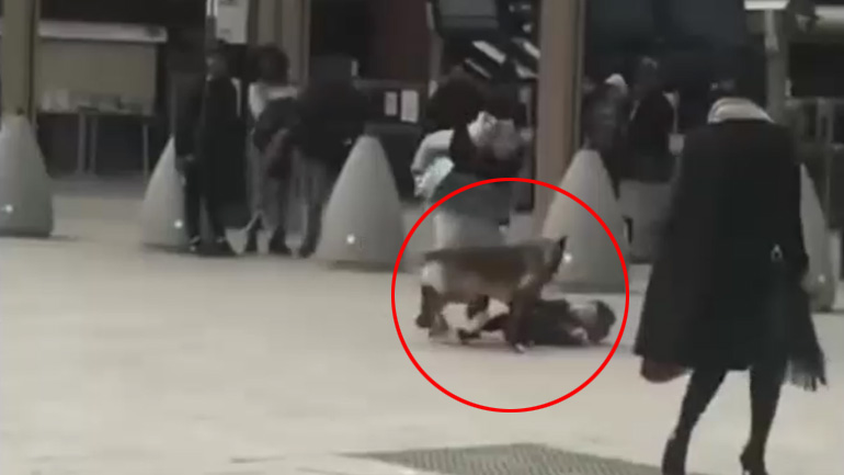 Μητέρα αρπάζει σκύλο που επιτίθεται στο παιδί της