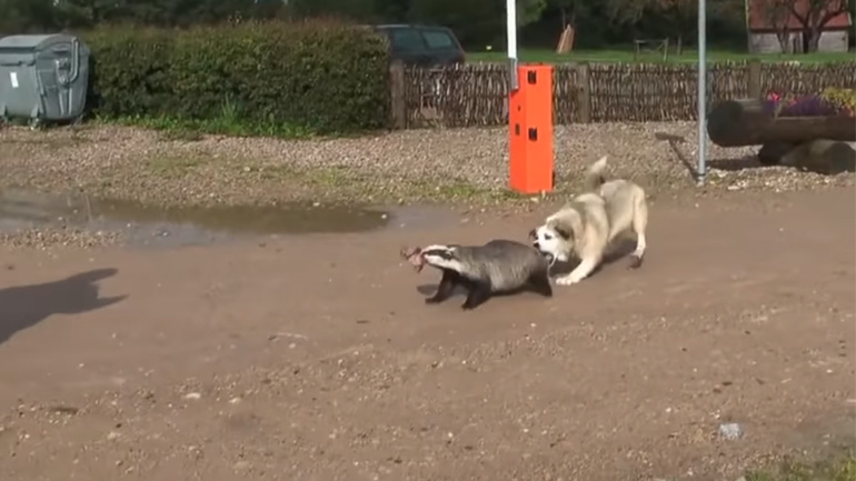 Σκύλος κάνει το λάθος και δαγκώνει έναν ασβό