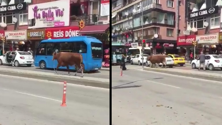 Ταύρος περιφέρεται ελεύθερος και επιτίθεται σε γυναίκα