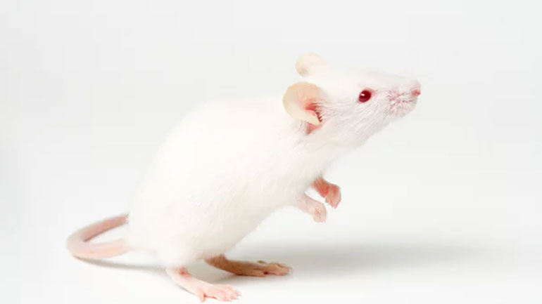 Επιστήμονες μετέτρεψαν αρσενικά ποντίκια σε θηλυκά «παίζοντας» με το DNA τους