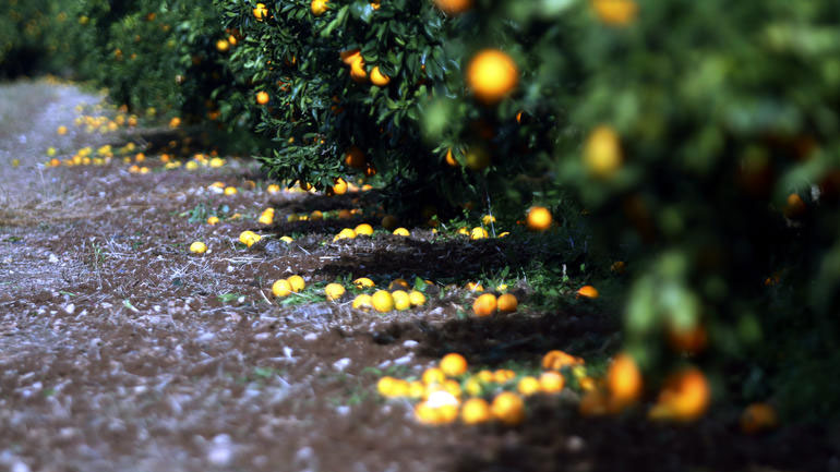 Τρίκαλα: Χιλιάδες στρέμματα υπέστησαν καταστροφές από την τελευταία χαλαζόπτωση στον νομό